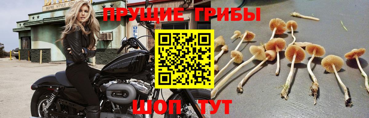 Псилоцибиновые грибы мухоморы  Вологда  Псилоцибиновые грибы мухоморы 